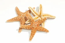 NessaStores- Sugar StarFish Sea Shell Wedding Real Craft 3" - 4" (3 pcs) #JC-057