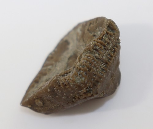 Koralle, Goniophyllum pyramidale, Silur, Wenlock, Häftings, Gotland, SWE-k828 - Picture 7 of 8