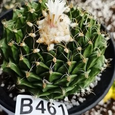 -------Ariocarpus /gardening supplies/Astrophytum asterias /