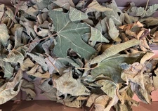Whole Dried Organic Fig Leaves Herb Tea Cooking California Grown 2025 Crop