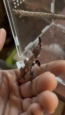 Ghost Mantis (Phyllocrania paradoxa ) Nymph L2-L3  Care Guide Included ￼