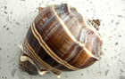 King CrownConch Seashell Brow striped Melongena — photo 9
