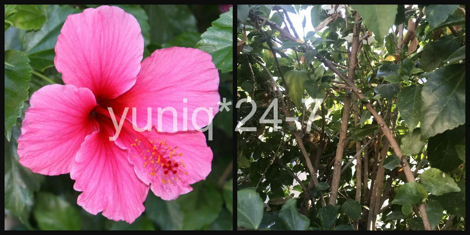 (5) Unroot 8" Stems Hibiscus ~Hawaiian Pink~ Branches/Cuttings, Bush/Shrub/Tree - Image 2 of 4