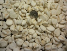 1 OZ Non-GMO Giant Cuzco Inca White Corn seed huge seeds rare genuine ~25 seeds