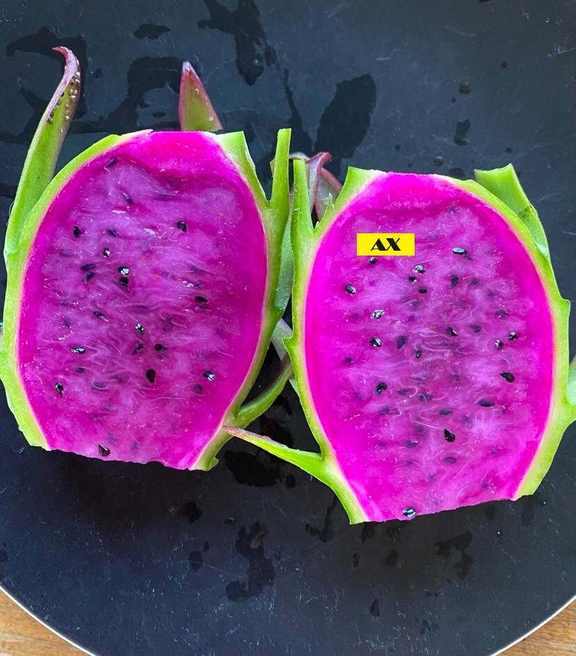 Various Dragon Fruit Cuttings eBay