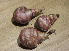 Jerusalem Artichoke Red Fuseau - Edible Tubers VEG  VIDEO included PRE-SALE