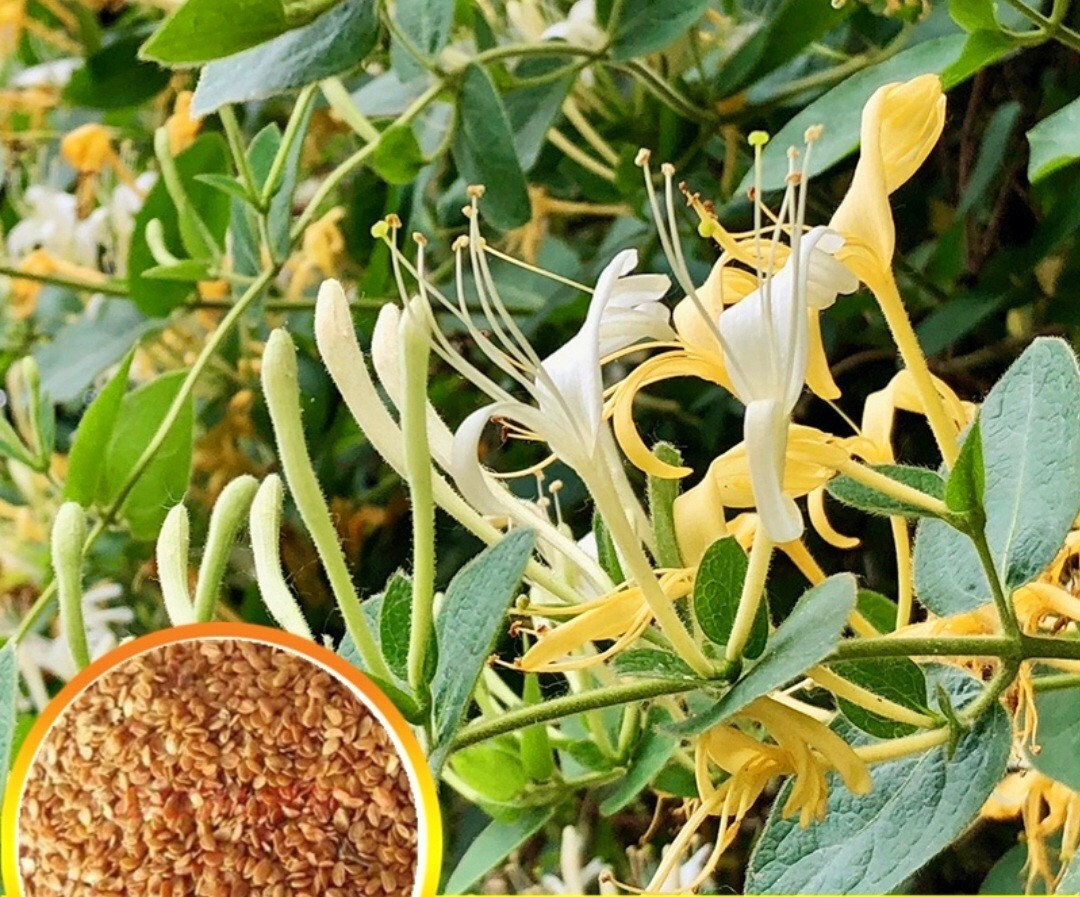 200 Honeysuckle Seeds Fragrant Lonicera japonica Yellow White