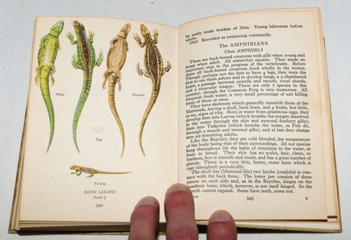 Edmund Sandars - A Beast Book For The Pocket Hardback 1937 - Picture 15 of 15