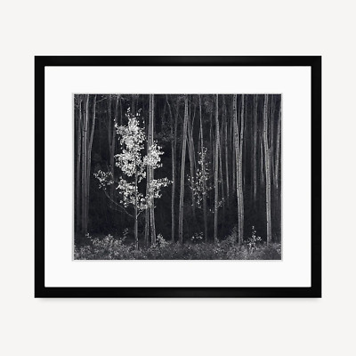 Aspens Northern New Mexico Ansel Adams Nature Trees Framed Print CERTIFIED!