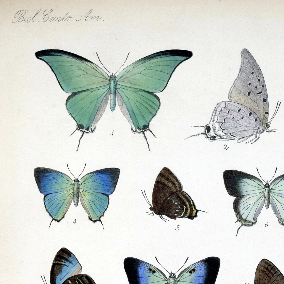 Blue Butterflies Vintage Poster Print Set, Butterfly Botanical Nature Art Decor - Image 2 of 4