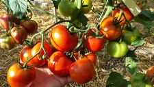 10 graines de tomate ancienne Belle de Lorraine heirloom tomato seeds méth.bio
