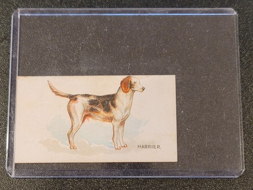 1890 Dogs of the World N163 Goodwin & Co Zigarettenfabrik Tabakkarte Harrier - Bild 3 von 3