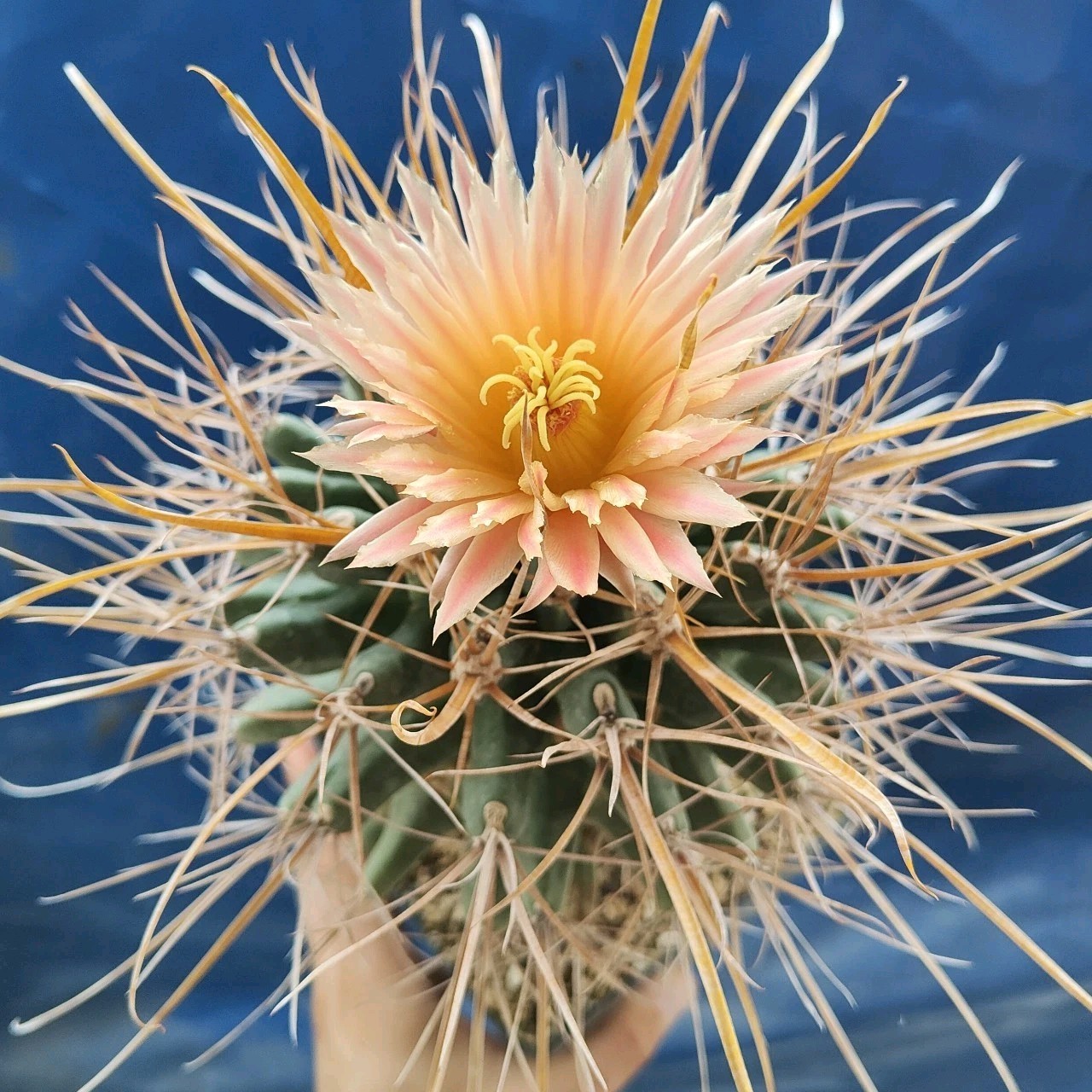Foto 1 di 5