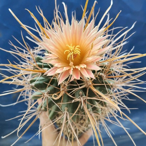 Ferobergia Big!!! (XXXL) POT 14 CM "Grafted" Rare!!!