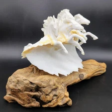 Vtg John Perry Studios " Surf Horses" Sculpture on Burlwood Base