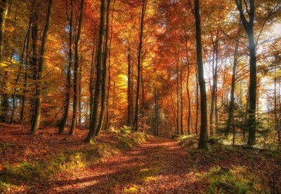 Herbst Blätter Wald Bäume Natur Landschaft Wandbild Gerahmte Leinwand Bilder