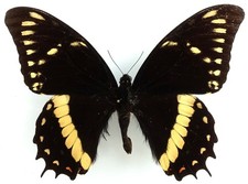 PAPILIO MENATIUS ELVIRAE MALE FORM CALI, COLOMBIA