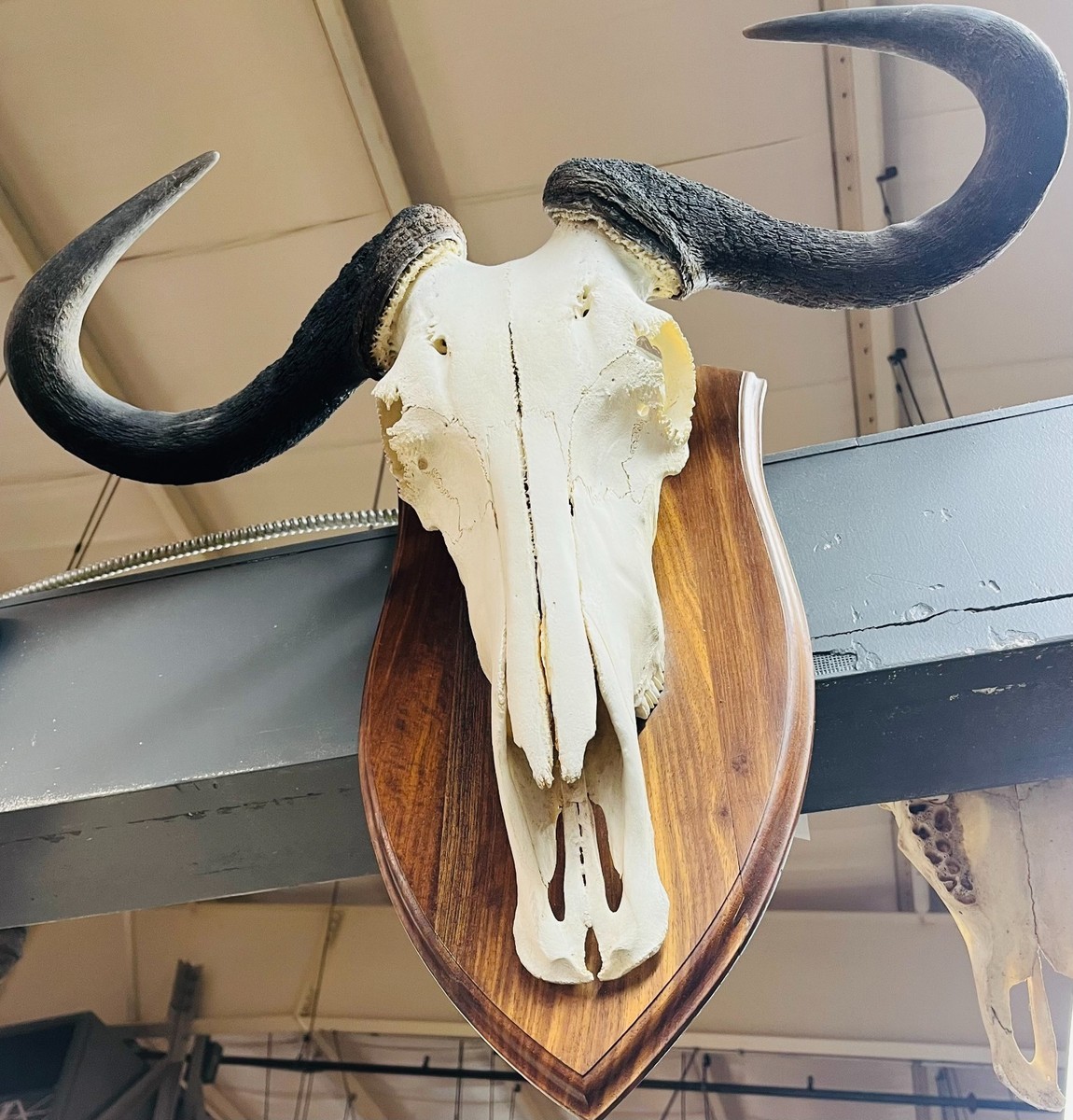African Blue Wildebeest Skull Horn Mount Taxidermy, Wooden Plaque