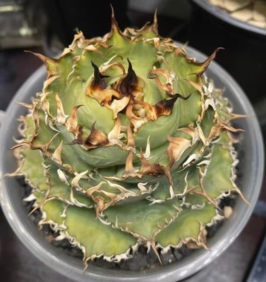 Rare Cacti plant Agave titanota 'Lace'  WYSIWYG Boutique Garden Decor
