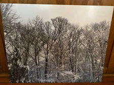 Cromaluxe Black and White Metal Winter Tree Snow Print Wall Hanging Shutterfly