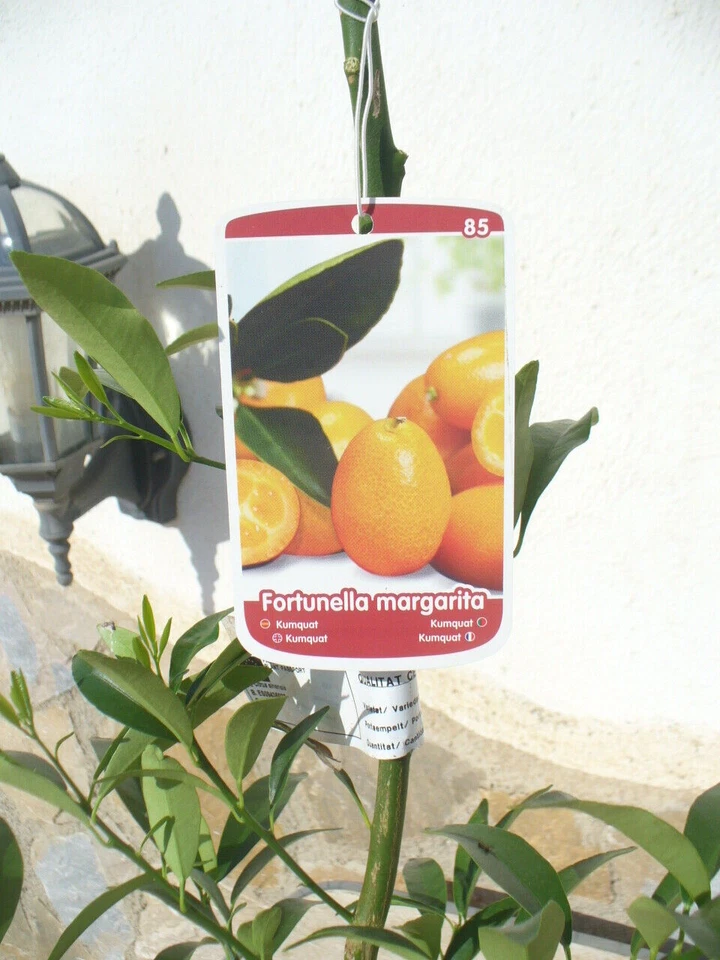 Kumquat, mini naranja, naranja amarga enana, hermoso estándar joven, aprox. - Imagen 2 de 2