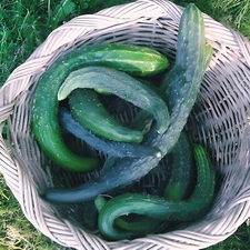 Suyo long Cucumber- 25 SEEDS .