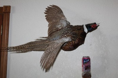Flying Chinese Ringneck Pheasant Hen Rooster Taxidermy Log Cabin Decor Mount