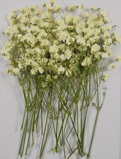 25 pcs Real Pressed Dried Flowers Mini White Gypsophila Baby's Breath