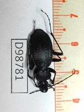D98781-insects Carabidae from Vietnam North