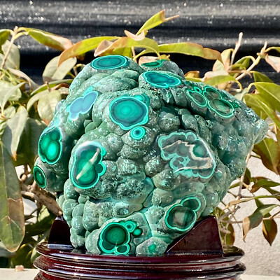 #ad 2.82LB Natural and unique peacock transparent cluster rough mineral gemstone $299.00