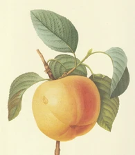 P. J. Redoute Print #12 Malus communis. Calville Blanc Apple. Botanical Flower