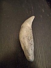 Steinzeit H&ouml;hlen-B&auml;renzahn - ca. 26.000 Jahre aus Unter-Wiszternitz, Replik 12cm