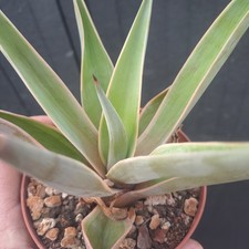 Agave desmettiana f. variegata variegated marginata PLANT ebay-26