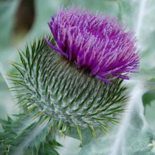 OUT OF STOCK Onopordon acantheum  Scottish Thistle - approx. 20 seeds 2024 crop