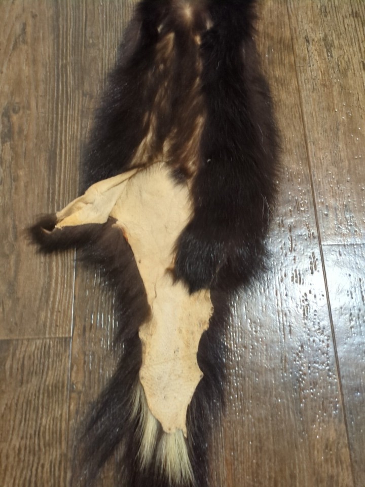 Wild Skunk Fresh Tanned Hide Soft Leather Craft Pelt Fur Fresh TANNED