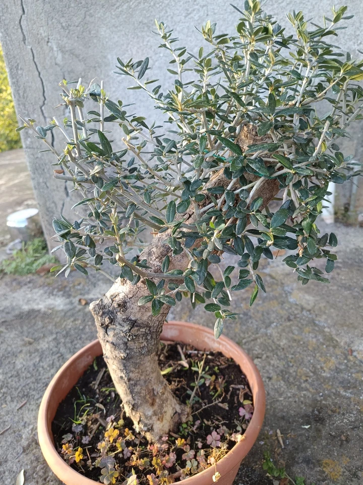 Ulivo Bonsai Vaso 30 - Olivo Olea europea Bonsai - Pianta Ornamentale - Immagine 2 di 4