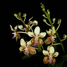 Vanda lamellata v. remediosae | SapphireChild Orchids