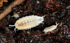 40-50 Dwarf White Isopods Trichorhina tomentosa Bioactive Starter Colony