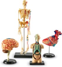 Learning Resources Anatomy Models Bundle Set ...