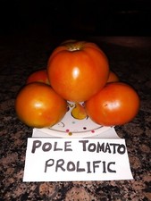 30 Seeds Large Red Pole Tomato. Heirloom. Open Pollinated Non-Gmo