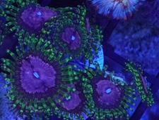 [WYSIWYG] WWC Purple Monster Zoa Frag #2 Easy Zoa Softy Live Coral Zoanthids