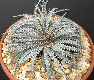 その他多肉植物 Dyckia fosteriana original clone dyckia fosteriana original clone