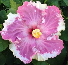 Hibiscus Cajun Color Live Plant Tropical Flower Cest Bon Starter Plant