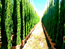 Cipres 'Totem'  220 cm Cipreses sempervirens