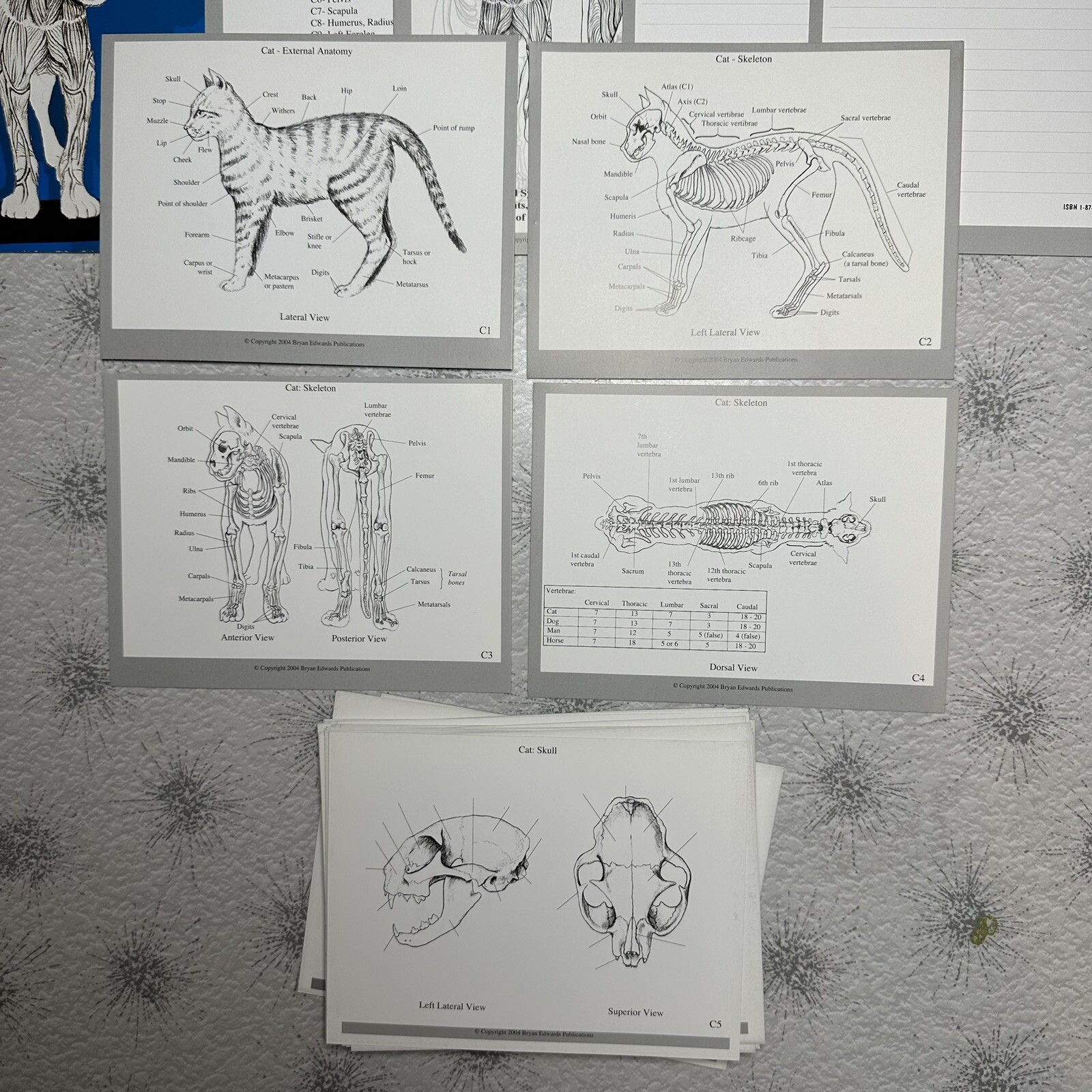 Bryan Edwards Cat Anatomy Flash Cards Complete Set Vet School