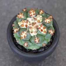 Coryphantha elephantidens Cactus RareSucculent  Plant 5-7CM