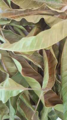 Hight Quality leaves 100 pcs dried mango leaf 100%  Organic from Sri Lanka 
