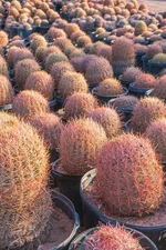 Cactus,  Red barrel  Long Spine ,large