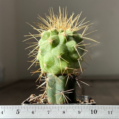 24-1044 Copiapoa cinerea v. tenebrosa, JN1692, Cerro Mont Perrales, grafted