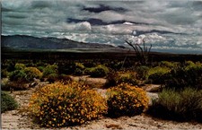 Borrego Springs CA postcard ANZA-BORREGO DESERT STATE PARK j/26 BE1120